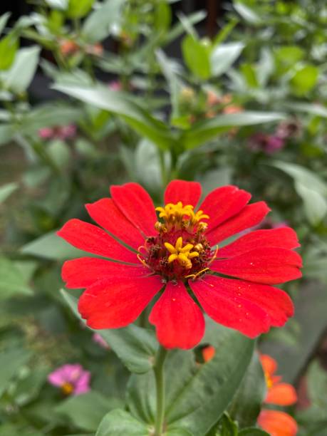 istock beautiful red from zinnia 1470452615