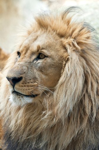 Lion Stock Photo - Download Image Now - Africa, Animal Hair, Animal Mane -  iStock