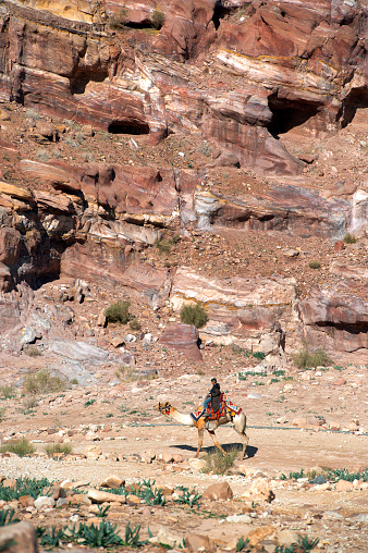 Lone Bedouin riding camel in canyon, Petra, Jordan, Middle East. Petra, built around 300 B.C. by the Nabataean Arabs, is the world famous archaeological site in Jordan's southwestern desert. Capital of the Nabatean Kingdom it seamlessly blends Arab style with Hellenistic and Roman or Byzantine architecture. Accessed via Al Siq, a narrow canyon, it contains tombs and temples carved into the pink sandstone cliffs, hence the 'Rose City' The most famous and iconic structure is Al Khazneh, a temple with an ornate Greek-style facade, also known as The Treasury