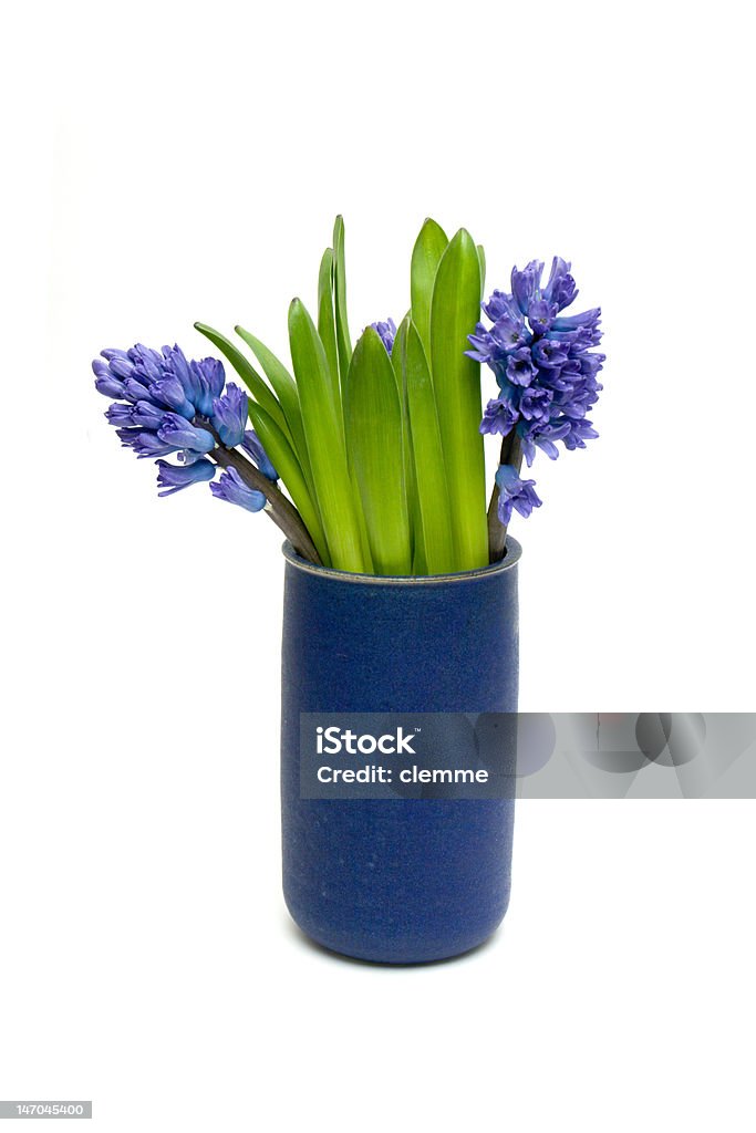 Hyacinths - Foto de stock de Azul royalty-free