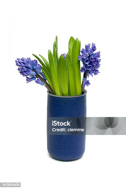 Foto de Hyacinths e mais fotos de stock de Azul - Azul, Beleza, Beleza natural - Natureza