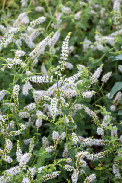 fiore mentha suaveolens nella foto ravvicinata della luce del sole. piccoli soffici fiori di menta di mela in una soleggiata fotografia macro estiva. - mentha rotundifolia foto e immagini stock