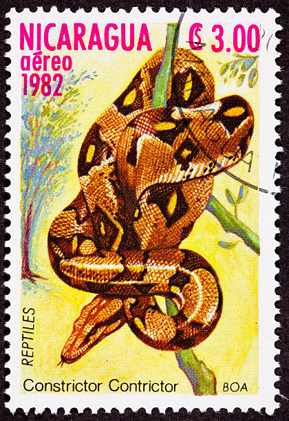 istock Canceled Nicaraguan Postage Stamp Coiled Snake Red Tailed Boa Constrictor 147045574