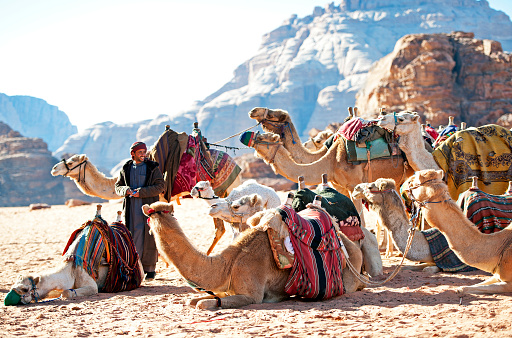 Camel train at brief rest, Wadi Rum, Southern Jordan, Jordan, Middle East. Wadi Rum is a desert valley cut into the sandstone and granite cliffs in southern Jordan. Known also as the Valley of the Moon it has been inhabited since prehistoric times (witnessed by the petroglyph inscriptions) and by semi nomadic tribes since the Nabataeans but is best known for its association with T E Lawrence - Lawrence of Arabia - who based himself here to encourage the Arab Revolt and to attack Turkish Forces of the Ottoman Empire during WW1. He was later immortalized by the film of the same name, made in 1962 by David Lean of which this image shows rolling stock used in the film and later abandoned. Today the only inhabitants are Bedouin tribes and transient tourists.