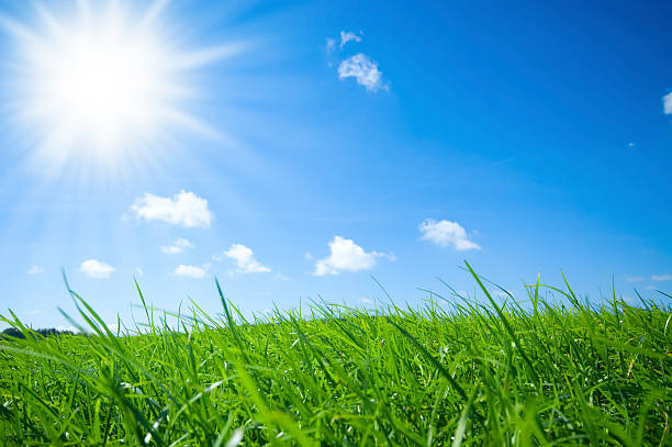 istock Landscape close-up of green grass under a bright blue sky 147045610
