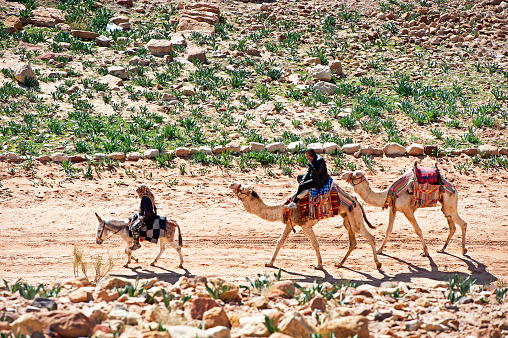 Bedouin donkey and camel riders walk their animals along the canyon, Petra, Jordan, Middle East. Petra, built around 300 B.C. by the Nabataean Arabs, is the world famous archaeological site in Jordan's southwestern desert. Capital of the Nabatean Kingdom it seamlessly blends Arab style with Hellenistic and Roman or Byzantine architecture. Accessed via Al Siq, a narrow canyon, it contains tombs and temples carved into the pink sandstone cliffs, hence the 'Rose City' The most famous and iconic structure is Al Khazneh, a temple with an ornate Greek-style facade, also known as The Treasury