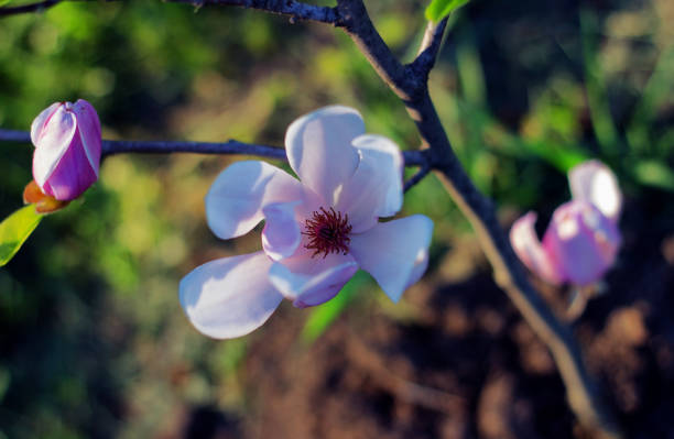 Gentle flowering magnolia purple color in spring garden stock photo