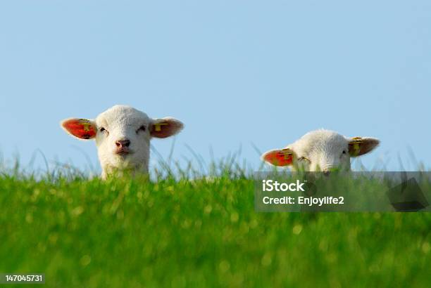 Cute Lambs In Spring Stock Photo - Download Image Now - Sheep, Humor, Two Animals