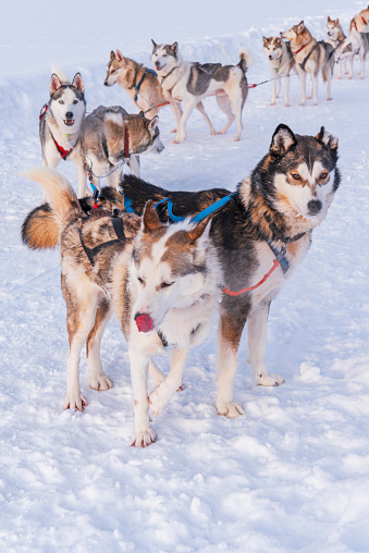 Sled dogs running in the snow, Swedish Lapland, Sweden