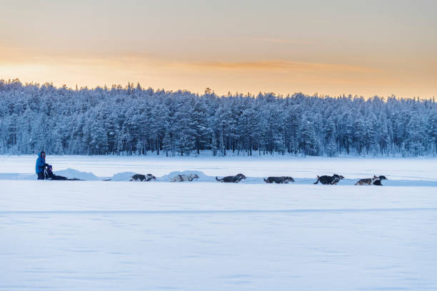 Sled dog crossing forest in winter