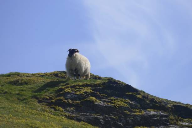 istock Scottish blackface sheep stands on a hill 1470457897