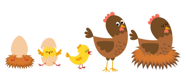 sztuka & ilustracja - chicken eggs animal egg cartoon stock illustrations