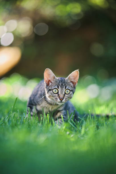 kitten playing in the green grass
