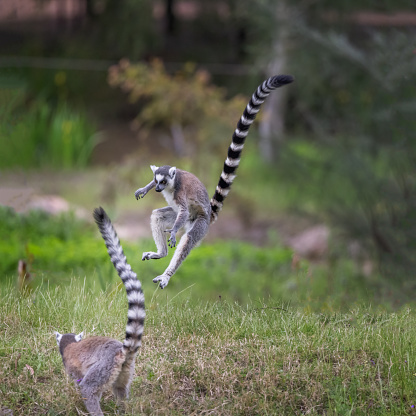 Ring-Tailed Lemur with a baby Ring Tailed Lemur on its back sitting high up in a tree.