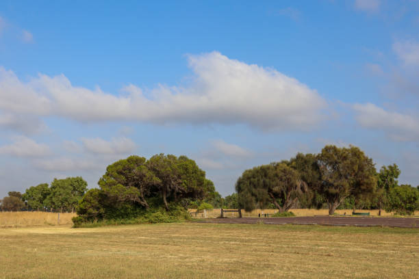 istock landscape with tea trees in field 1470460040