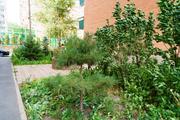 istock small pines and lilac bushes in the front garden 1470461651