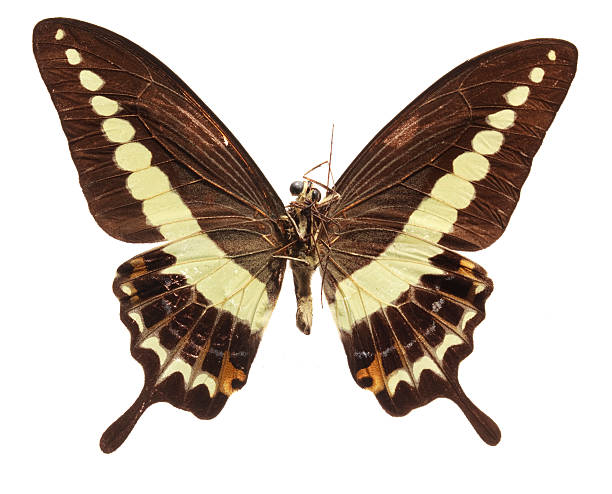 istock Malabar Banded Swallowtail Butterfly (underside) 147046284