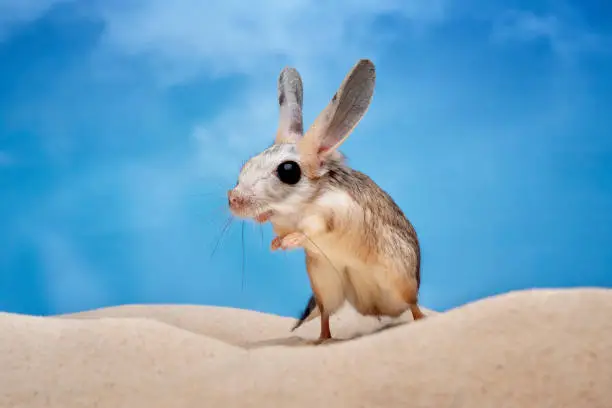 Long eared jerboa