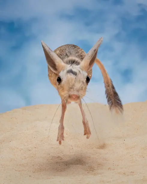 Long eared jerboa