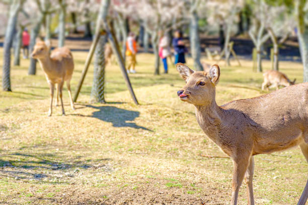 istock Deer in Nara Park have been protected very carefully since ancient times 1470463560