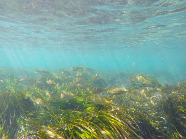 istock Underwater image in Tabarca island Alicante province Spain 1470464072