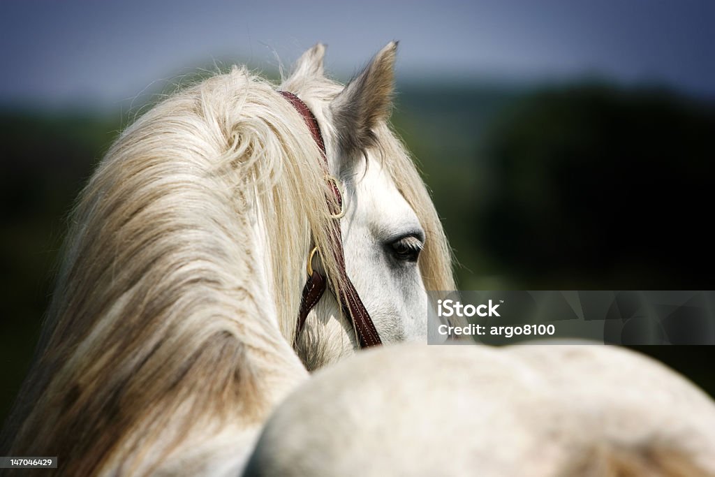 Cavallo Guardare indietro - Foto stock royalty-free di Cavallo - Equino