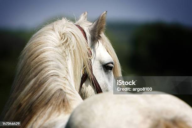 Cavallo Guardare Indietro - Fotografie stock e altre immagini di Cavallo - Equino - Cavallo - Equino, Guardare indietro, Ambientazione esterna