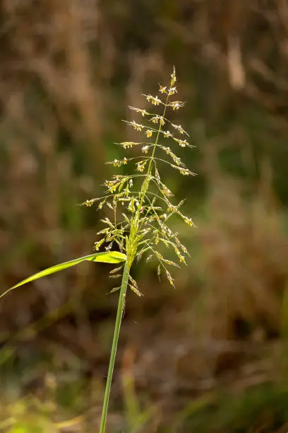 Common bent meadow grass, Agrostis capillaris. With shallow depth of field and soft focus. Concepts of dreamy late summer, meadow land and nature.