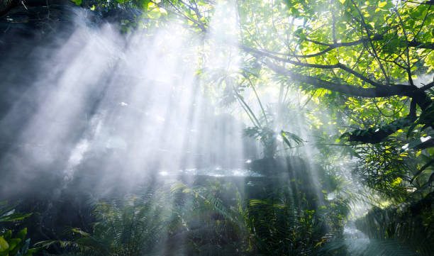 la selva tropical con río y rayos de sol y niebla en el jardín - stream forest river waterfall fotografías e imágenes de stock