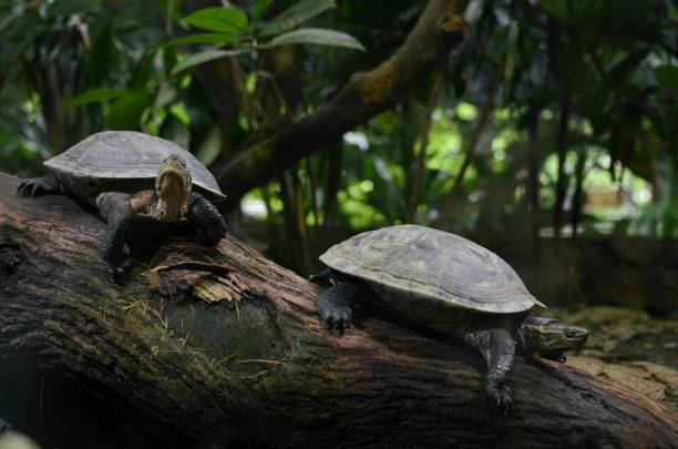 istock Two tortoises on the bark 1470466632