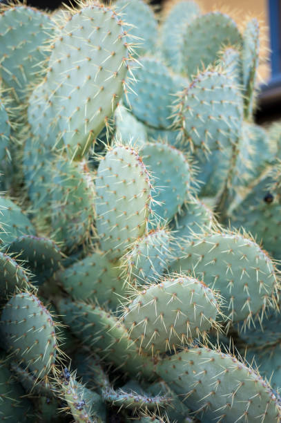 żywa rzeźba natury: spojrzenie z bliska na fascynujący świat kaktusów - coryphantha zdjęcia i obrazy z banku zdjęć