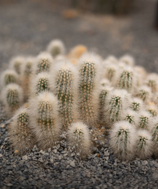 ocaleni z pustyni: hołd dla siły i zdolności adaptacyjnych kaktusów - coryphantha zdjęcia i obrazy z banku zdjęć