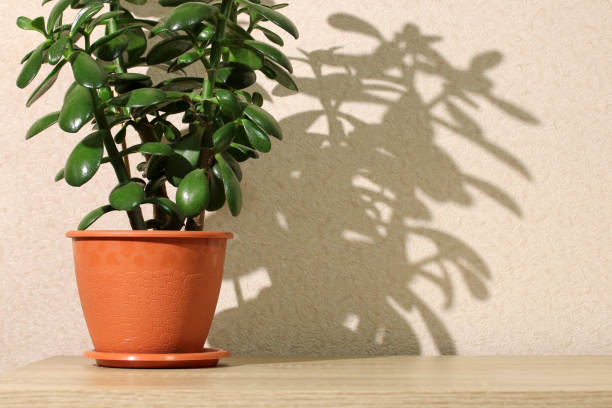 istock table, a shelf with a homemade succulent plant Crassula, a money tree. 1470469391