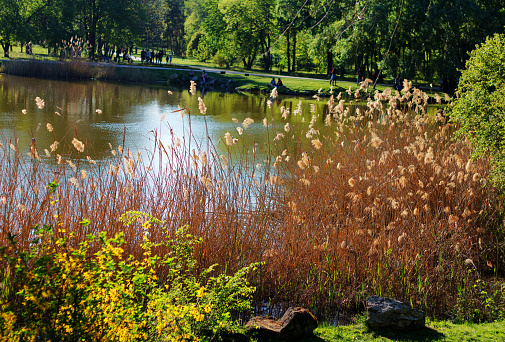 Landscape. People walk and relax in a public park with a lake and green plants. Spring, sunny weather