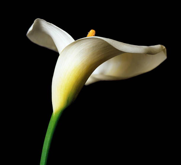 istock Still life of an Arum Lily 147047065