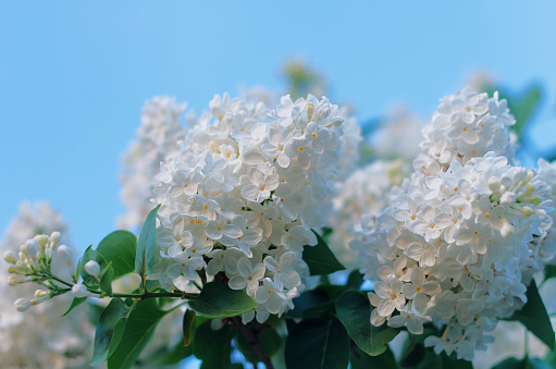 Blossoming decorative white Syringa tree on a green background from leaves and sky