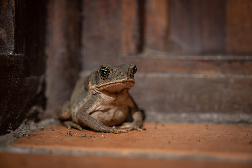 Close up of a wild big black eyed brown toad in Tortuguero, Costa Rica