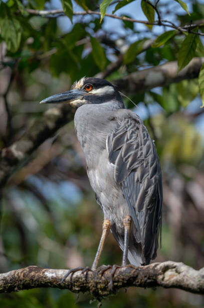 istock Yellow crowned Night Heron bird with red eyes. 1470471223