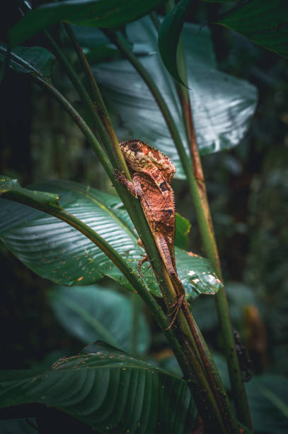 Detail of a brown iguana lizard (Corytophanes cristatus) on a branch, with leaves in the background.