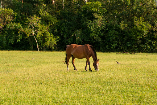the horse is grazing on the Brazilian fazenda, Rio Grande do Sul.