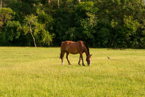 koń pasie się na brazylijskiej fazenda, rio grande do sul - czworonogi zdjęcia i obrazy z banku zdjęć