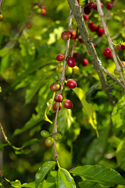 Ripening Coffee Beans stock photo