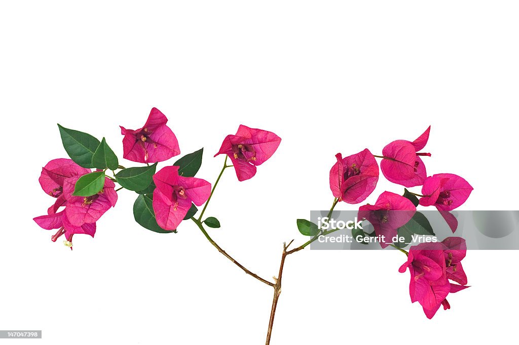 Bougainvillea sprout mit Blumen - Lizenzfrei Baumblüte Stock-Foto