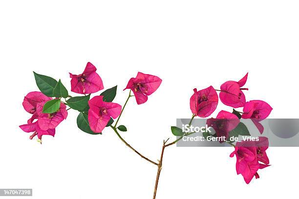 부겐빌레아속 싹 꽃을 0명에 대한 스톡 사진 및 기타 이미지 - 0명, 가을 단풍, 관목