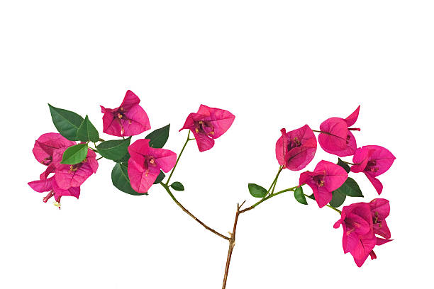 istock Bougainvillea sprout with flowers 147047398