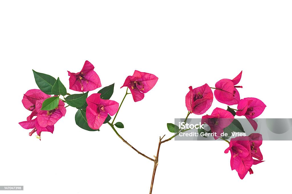 Бугенвиллея люцерны с цветами - Стоковые фото Без людей роялти-фри
