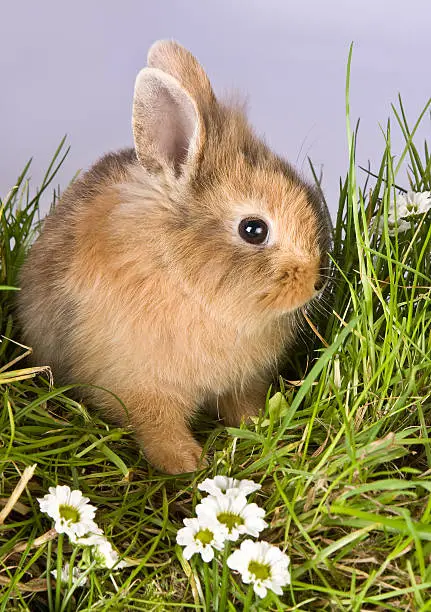 Baby easter bunny looking shy in spring grass