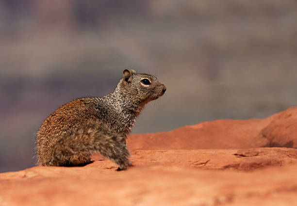istock Squirrel of Grand Canyon 147047428