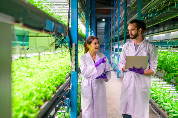 istock Researchers developing vegetable varieties at greenhouse agriculture 1470475079