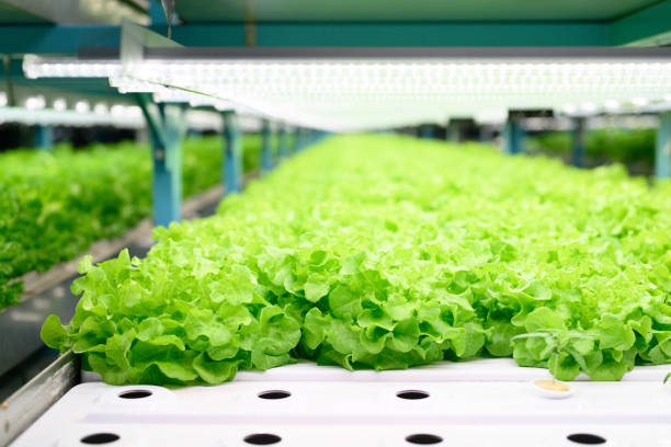 Smart farm with technology, People with indoor farm factory, Researchers developing vegetable varieties at greenhouse agriculture